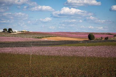 Çiçek açan pembe şeftali ağacı, İspanya, Aitona 'daki pembe ağaçlar.