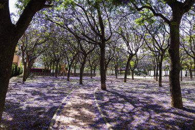Jacaranda ağacı çiçek açmış, parkta mor çiçekler