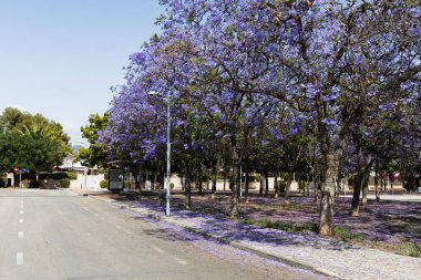 Jacaranda ağacı çiçek açmış, parkta mor çiçekler