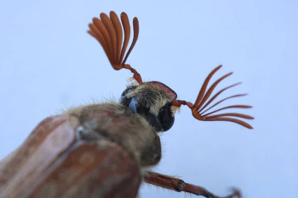 Melolontha Hippocastani Insect Macro Foto — Stockfoto