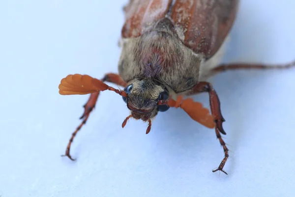 Melolontha Hippocastani Insect Macro Photo — Stock Photo, Image