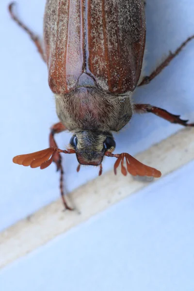 Melolontha Hippocastani Insekt Makro Foto — Stockfoto