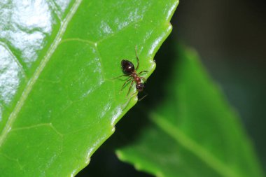 Siyah marangoz karınca makro fotoğrafı
