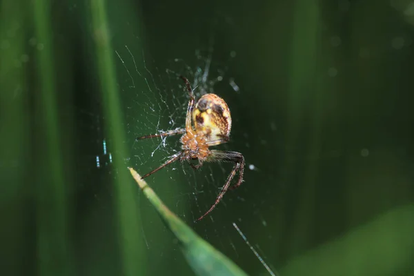 Mangora Acalypha Spider Makro Fotoğrafı — Stok fotoğraf