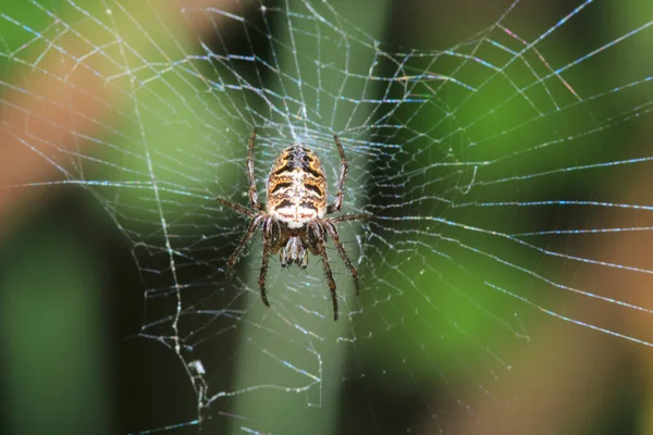 Mangora Acalypha Spinne Makrofoto — Stockfoto