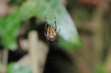 Mangora acalypha Spider makro fotoğrafı