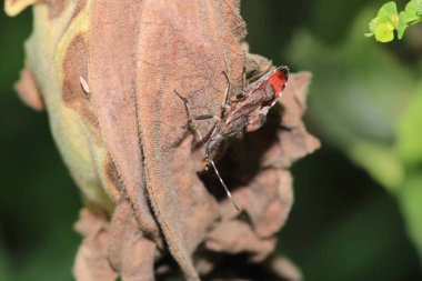 Doğal zıpzıp suikastçı böcek böcek fotoğrafı
