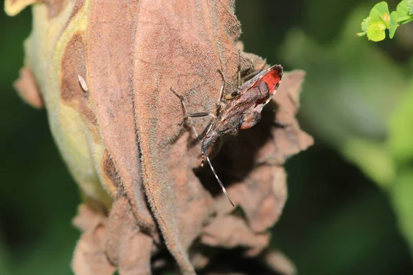 自然叶蚤杀手昆虫照片 — 图库照片