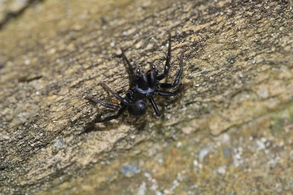 Segestriidae Black Spider Macro Photo — Stock Photo, Image