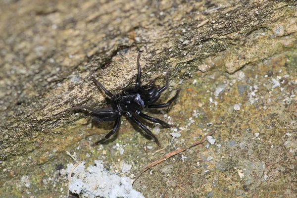 Segestriidae Siyah Örümcek Makro Fotoğrafı — Stok fotoğraf