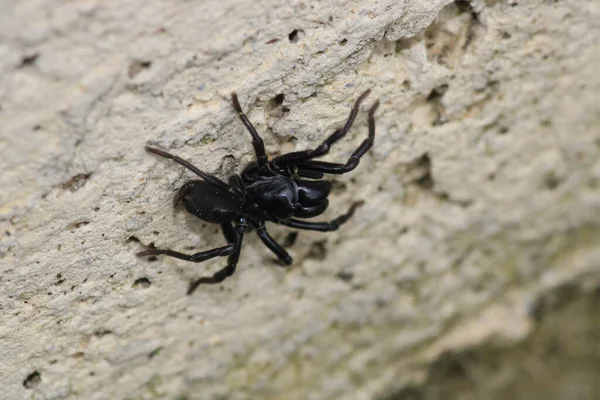 Segestriidae Černá Pavoučí Makro Foto — Stock fotografie