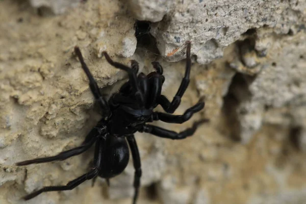 セゲストリアデス黒クモのマクロ写真 — ストック写真