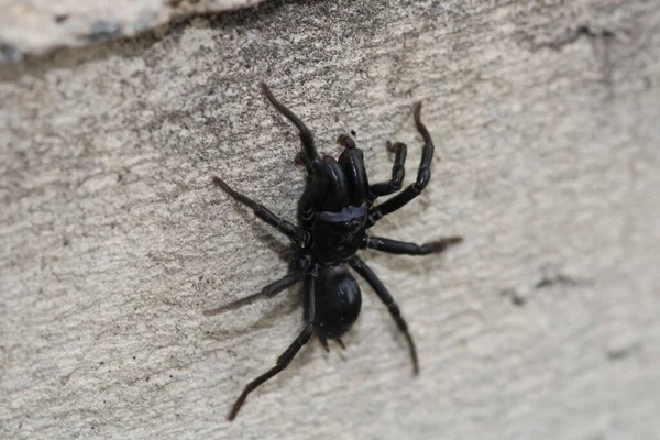Segestriidae Černá Pavoučí Makro Foto — Stock fotografie