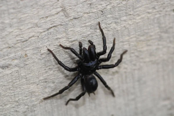 Segestriidae Black Spider Macro Photo — Stock Photo, Image