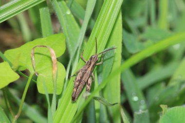 paslı çekirge böceği makro fotoğraf