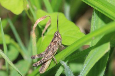 paslı çekirge böceği makro fotoğraf