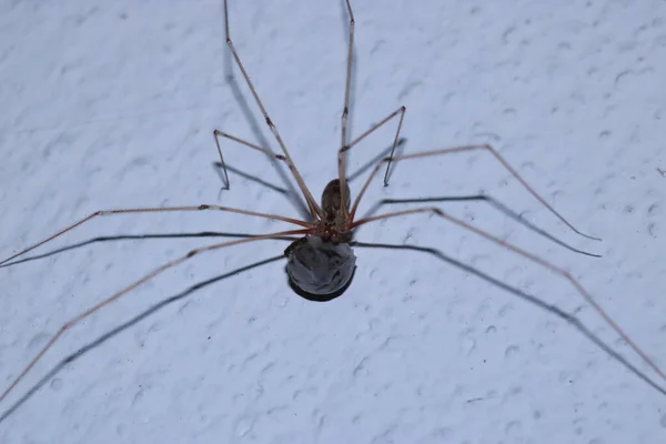 Pholcus Phalangioides Spider Macro Photo — Stock Photo, Image