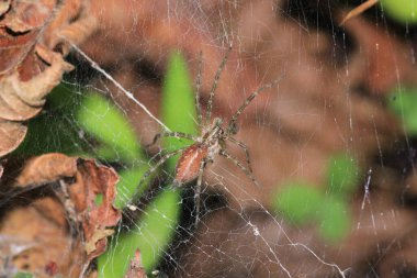 Agelena labirenti Örümcek makro fotoğrafı