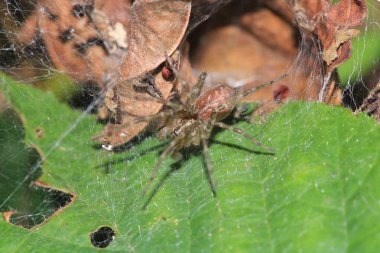 Agelena labirenti Örümcek makro fotoğrafı
