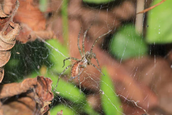 Agelena Labyrinthica Spider Macro Photo — 스톡 사진