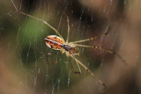 Agelena Labyrinthica Spider Macro Photo — 스톡 사진