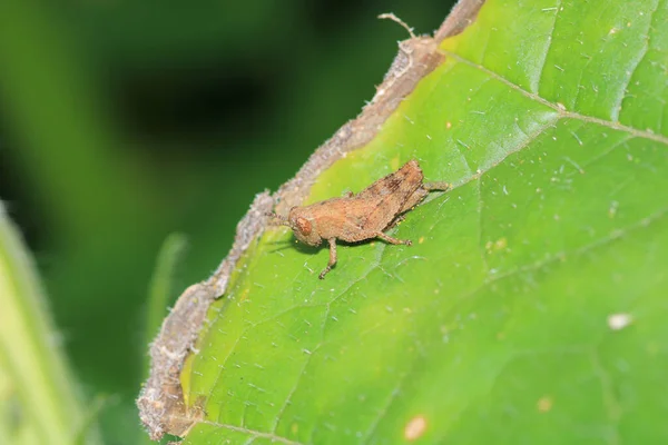 Roestige Sprinkhaan Insect Macro Foto — Stockfoto