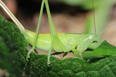 Yeşil çekirge hayaletoptera falcata fotoğrafı