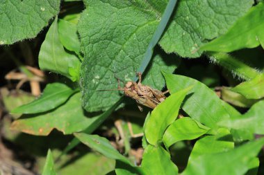 paslı çekirge böceği makro fotoğraf