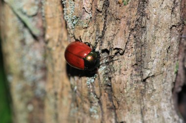 Chrysolina kırmızı böcek makro fotoğrafı