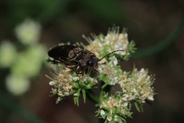 melanotus kahverengi böcek makro fotoğraf