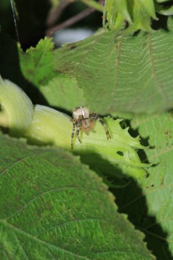 Doğal Linythe Triangularis Örümcek Makro Fotoğrafı