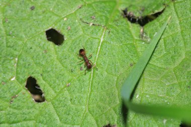Bir örümceğin doğal ortamındaki makro fotoğrafı