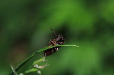 Gastrophysa viridula böceği makro fotoğraf