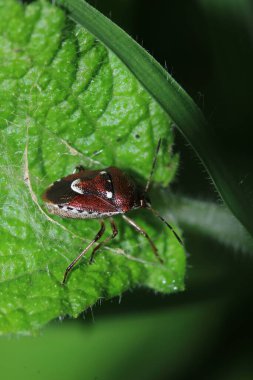 Halyomorfa Halys böcek makro fotoğrafı