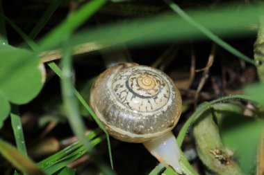 Cornu aspersum salyangoz hayvan makro fotoğrafı