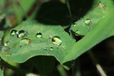 Su çimlerin üzerine makro fotoğraf düşürür.