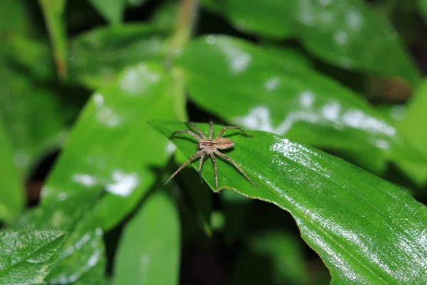 Natural Linyphia Triangularis Spider Macro Photo — стокове фото