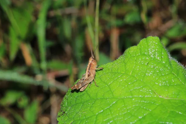 Rufsig Gräshoppa Insekt Makro Foto — Stockfoto