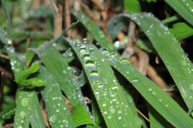 Su çimlerin üzerine makro fotoğraf düşürür.