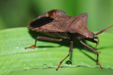 Halyomorfa Halys böcek makro fotoğrafı