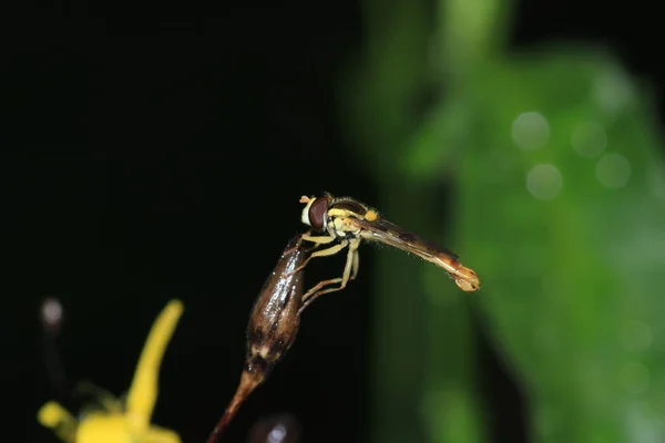 Allograpta Insecto Macrofoto Natural —  Fotos de Stock