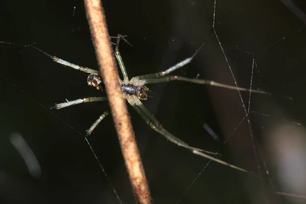 Natural Linyphia Triangularis Spider Macro Photo — Stock Photo, Image