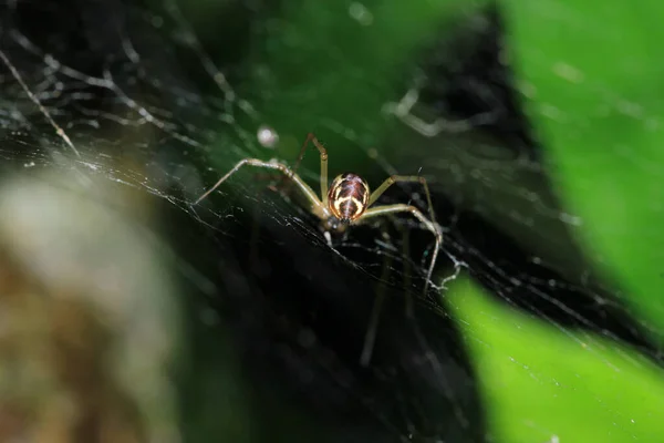 Natural Linyphia Triangularis Spider Macro Photo — 스톡 사진
