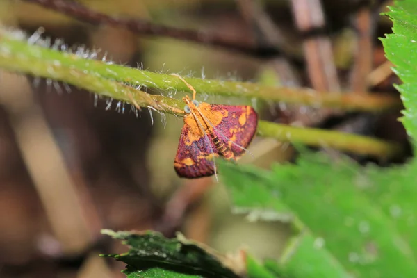 Eumelea Rosalia Moth Macro Photo — 스톡 사진
