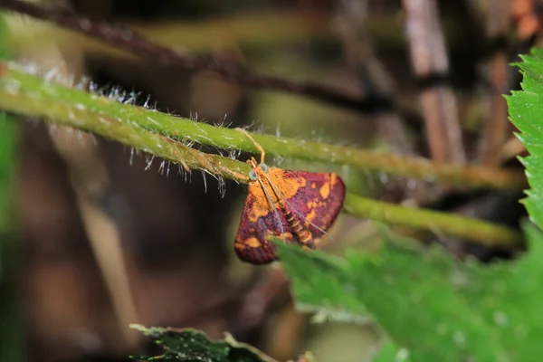 Eumelea Rosalia Moth Macro Photo — 스톡 사진