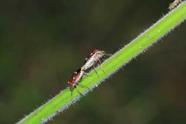 Halyomorfa Halys böcek makro fotoğrafı