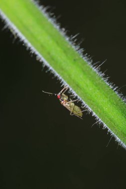 Halyomorfa Halys böcek makro fotoğrafı