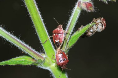 Halyomorfa Halys böcek makro fotoğrafı