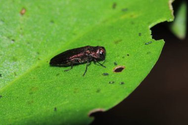 agrilus planipennis böcek makro fotoğraf