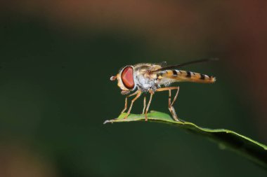 Doğal allograpta böceği makro fotoğrafı